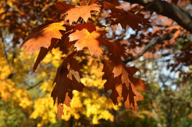 maple leaves in autumn colours, rust and orange leaves in the foreground, yellow leaves in the background.