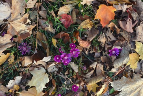 small purple aster flowers in a garden that is close to being covered with autumn leaves that have fallen off the nearby trees 