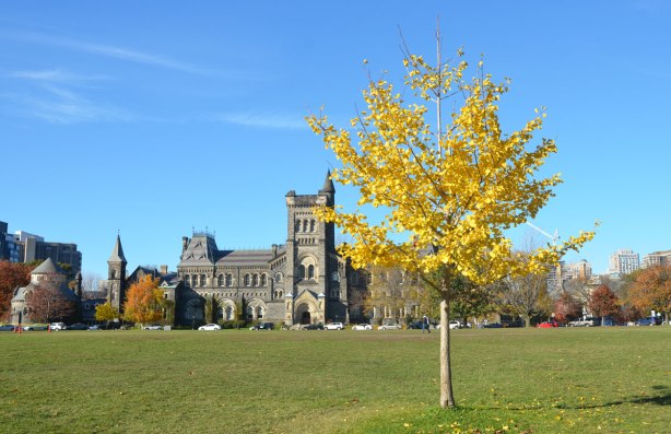 One small tree in the middle of the grass at Kings College circle in front of University College