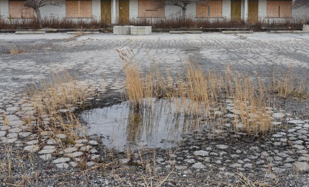 puddle of water in a pot hole in a parking lot, surrounded by brown weeds