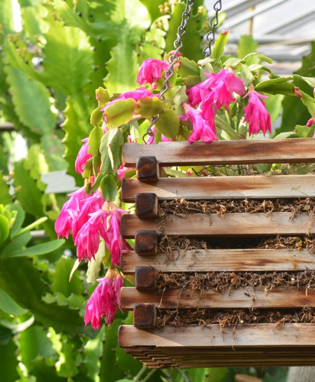 pink flowers on a Christmas cactus in a wood basket hanging amongst other cacti