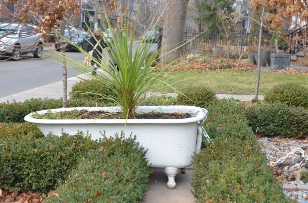 An old fashioned white bathtub in a front yard. It's been filled with dirt and is now used as a planter. 