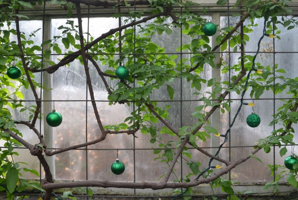 green Christmas balls have been hung from a vine that is growing against the walls of a greenhouse. 