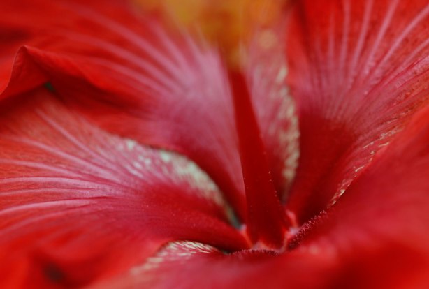 close up of a red hibiscus flower