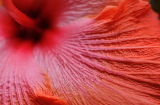 close up of a red hibiscus flower