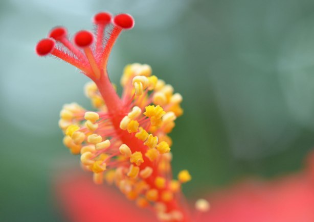 close up of the stamen of an hibiscus plant