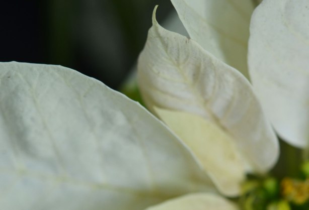 close up of a few petals of a white poinsettia plant