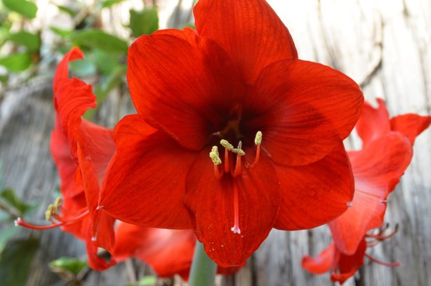 three red amaryllis blossoms on a plant, standing tall