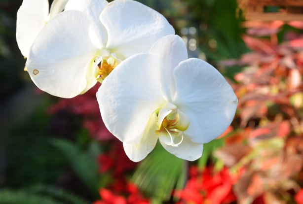 two white orchid blossoms in the foreground, red flowers out of focus in the background