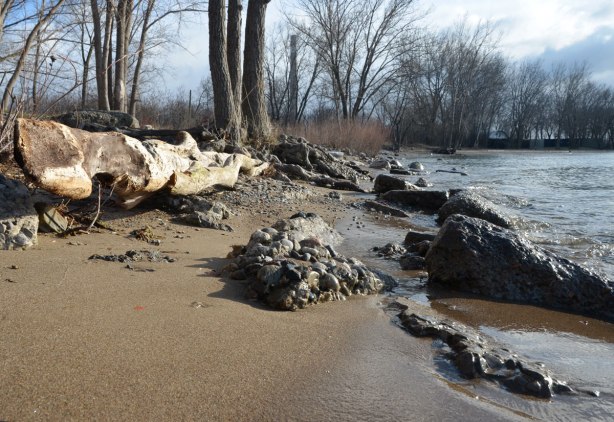 driftwood log, rocks, trees and sand on a beach
