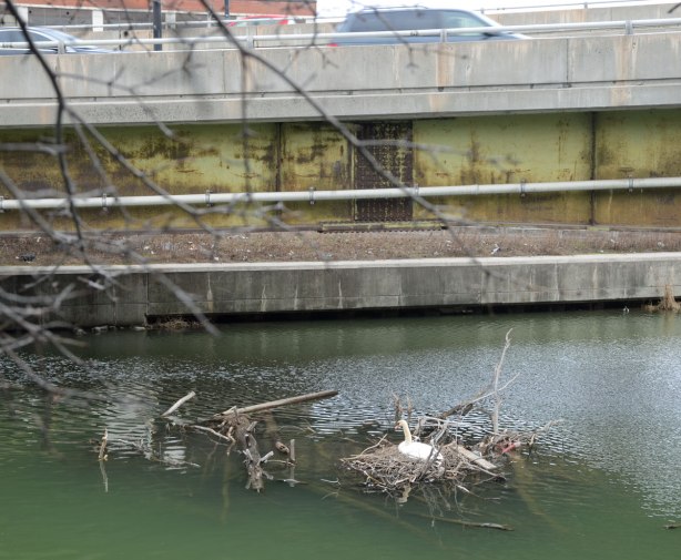 A swan is sitting on a nest in the Don River, it is beside the Don Valley Parkway, a busy road in Toronto, two cars are passing by above the swan.