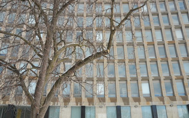 in winter, some snow, part of a large leafless tree in front of an office building with a sloght curve in it.