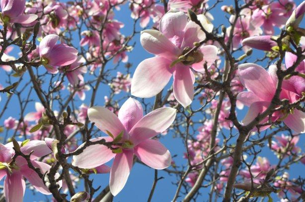 looking upwards from below the branches of a magnolia tree in full bloom. Lots of pink and white flowers, no leaves, on the tree. Bright blue sky in the background. A sunny spring day. 