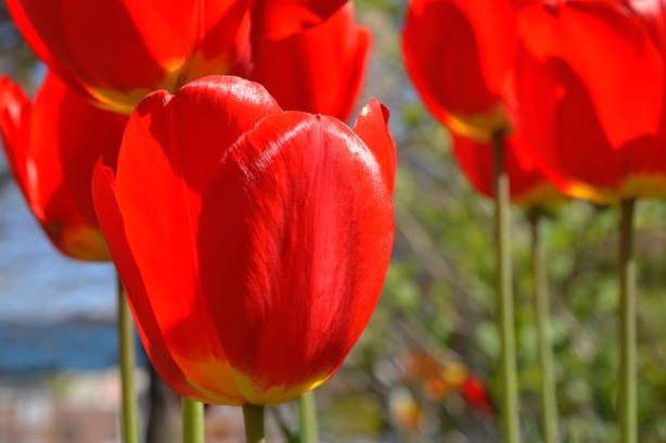 close up photo of red tulips in full bloom on a sunny day