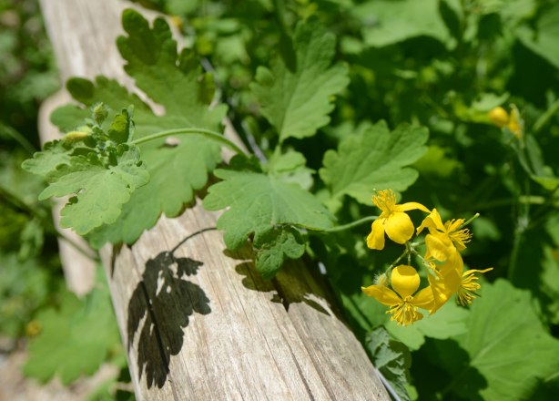 yellow flowers in bloom in the ravine, against a railing post, with shadows cast on the wood, large green leaves