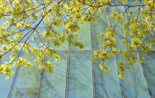 Budding leaves - The light yellowish green new spring growth on a tree that is growing beside a greenish blue tinted window. Some tree reflections in the window too. 