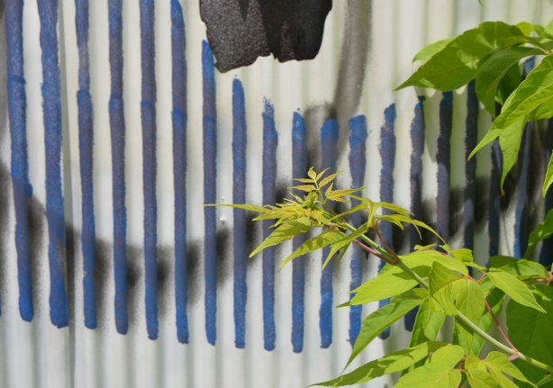 blue vertical stripes painted on a white garage door, close up shot, with some new green growth on a small tree that is growing beside the garage