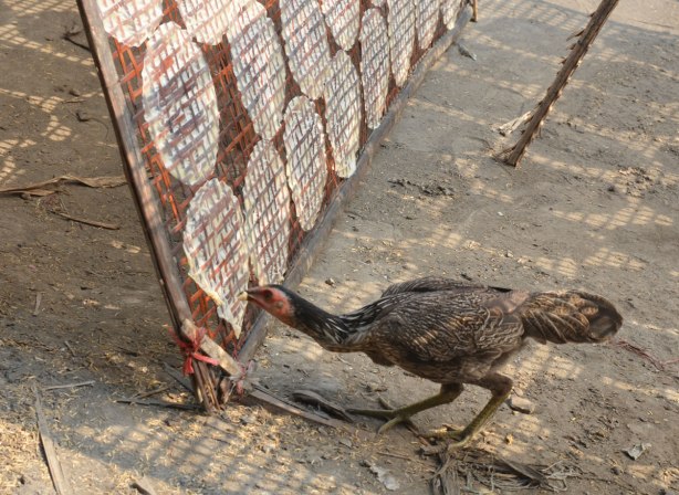 a chicken pecks at a metal frame on which rice wrappers are drying