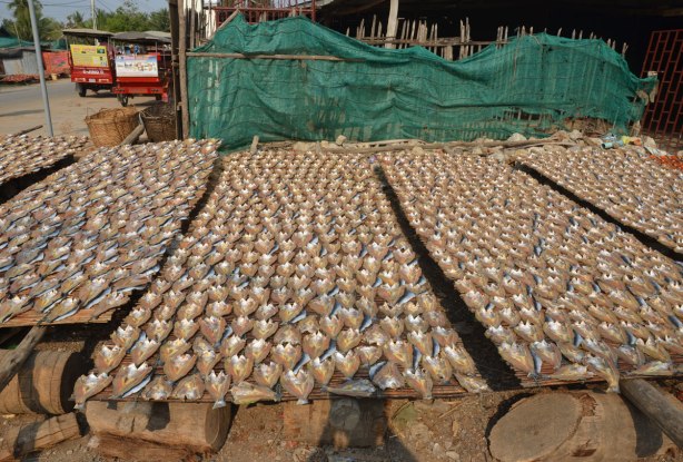 Hundreds of fish, heads removed and fileted, drying in the sun 