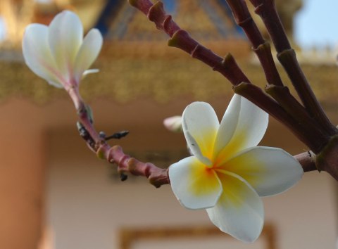 Frangipani flower in bloom