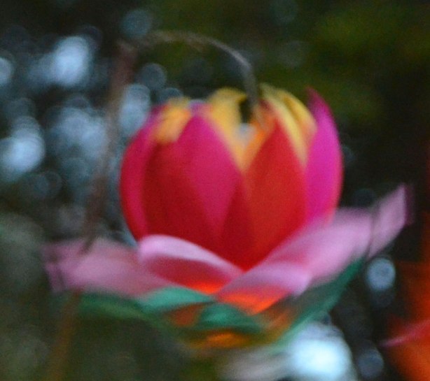 a paper lantern in the shape of a floating flower, out of focus