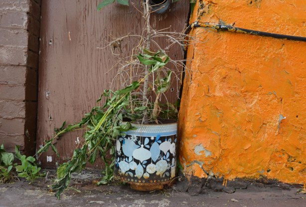 A planter in blues and blacks with a partially dead and drooping plant sits beside an old wall that has been painted bright orange. The wall behind the plant is brown. 