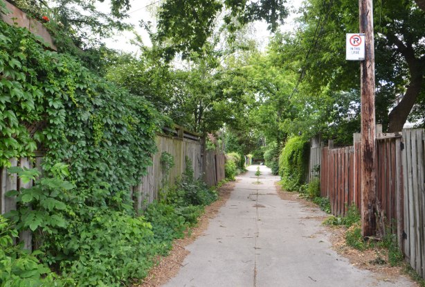 a lane with old wood fences and a lot of green, trees, weeds, ivy on the fences, shrubs beside the lane. narrow lane