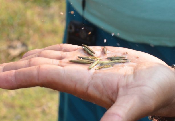 an outstretched palm on which there are some seed pods. Some of the pods are popping are releasing seeds. 