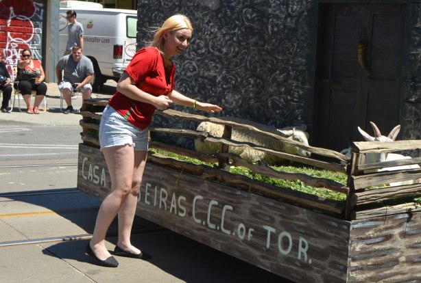 A woman from the crowd watching a parade, goes over to a float that has a live sheep and goat on it, she is hesitating to pat the sheep.