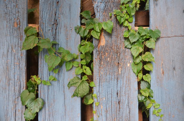 green ivy leaves poke their way through the gaps in a blue weathered wooden fence
