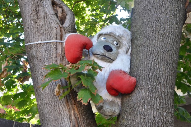 a large stuffed gorilla sits in the V formed by a tree trunk and a large branch of a tree, gorilla is wearing red boxing gloves. 