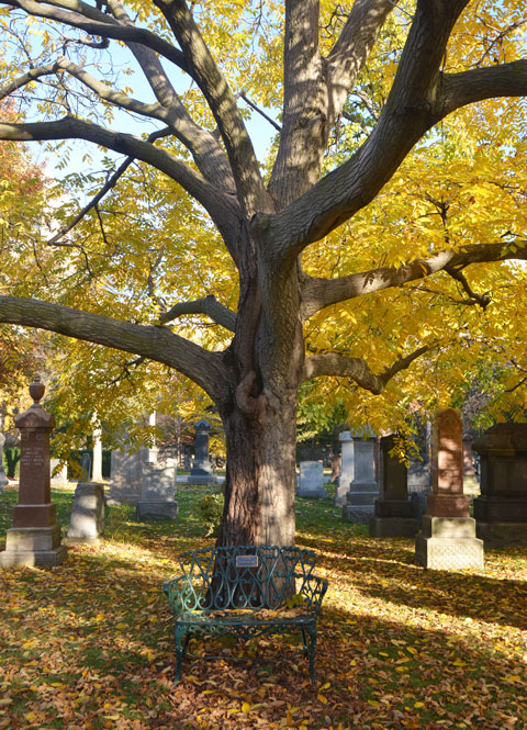 a metal bench in front of a large tree in a cemetery, tree has yellow leaves, autumn colours, change of season, fallen leaves on the ground around the bench 