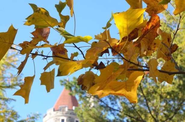 a branch of yellow leaves, autumn tree with blue sky and the turret of Casa Loma in the background