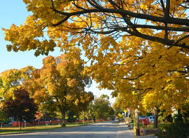 street scene, large trees with yellow and orange leaves, with a park in the center 