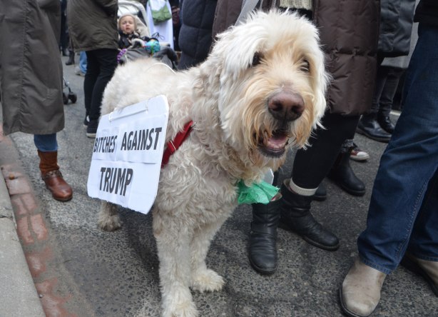 a white dog has a sign on its side that says Bitches Against Trump 