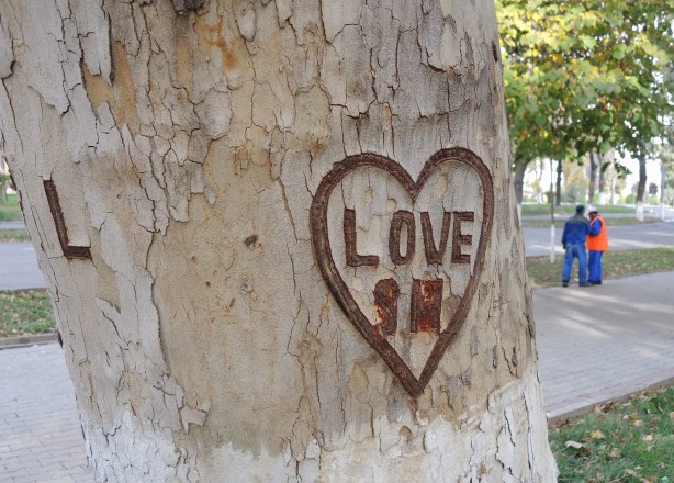 a heart and the word love have been etched into the bark of a tree