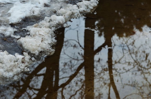 reflections of trees in a puddle on a path that has snow and ice on it was well 