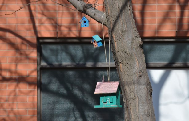 three little decorative bird houses hang from a tree branch by the sidewalk 