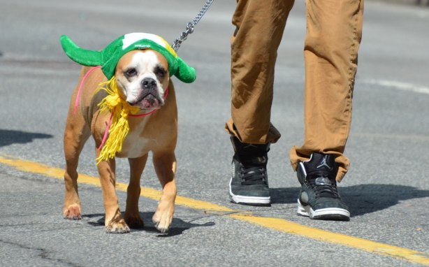 a man is walking a dog in a parade. the dog is wearing a grewen hat for St. Patricks day