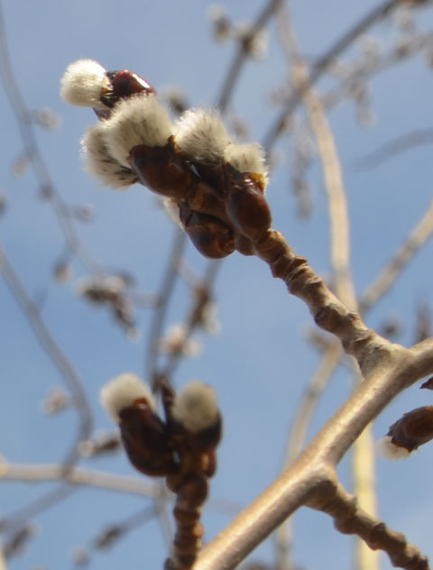 pussy willow buds on a tree