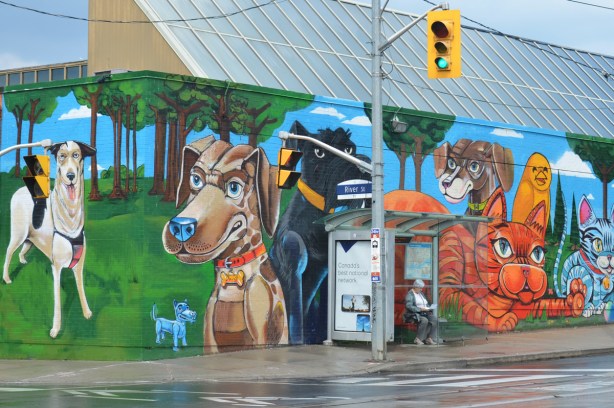 mural on the side of the Toronto Humane Society by Uber 5000 of bright, large, and colourful cats and dogs.  On the corner, both sides of the corner are in the mural, a bus shelter in front of the mural, a woman is sitting in the shelter. 