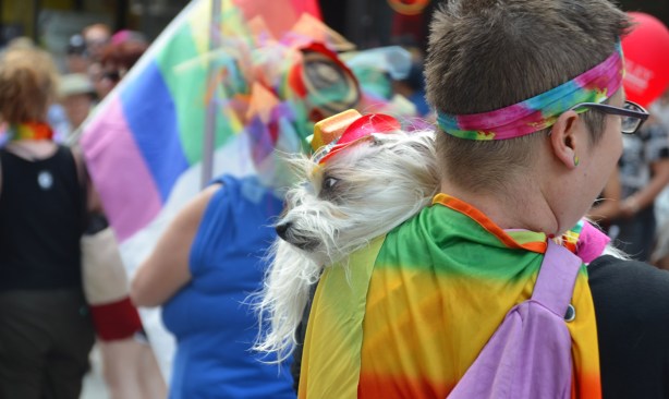 a small white dog with a little hat on its head, head resting on person's shoulder. 