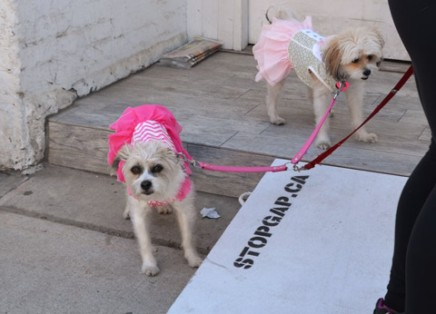 two little white dogs on a leach, both have pink and white frilly dresses on. 