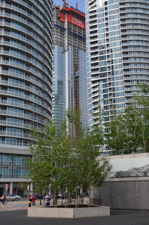 view from Canada Place (Queens Quay West) with a clump of birch trees in the foreground and 3 highrise buildings in the background - two older ones and one in the middle that is under construction. 