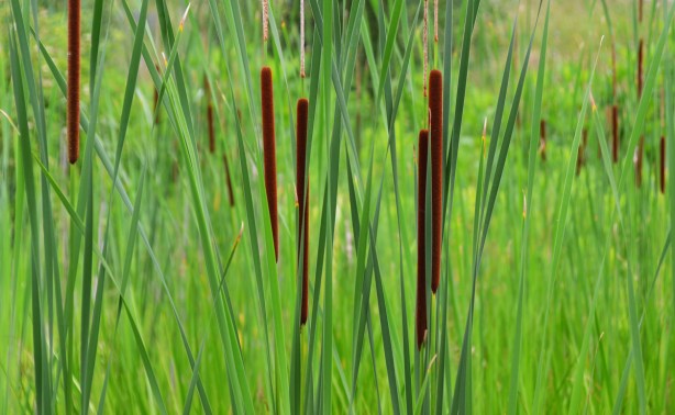 narrow brown bullrushes growing amongst the reeds in the wetlands at brickworks
