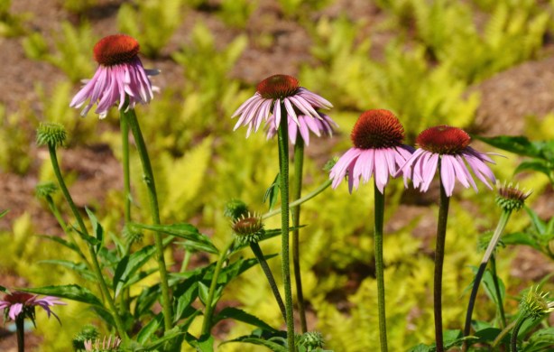 purple cone head flowers