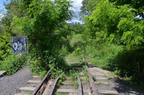 looking along an abandoned railway line, overgrown tracks, trees on either side, apartment buildings far away in the distance