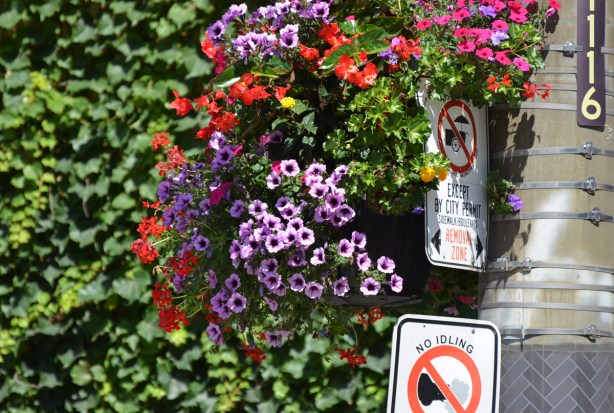 floors overflow from a hanging basket on a telephone pole, ivy on the wall behind it, also some traffic signs, one says no idling and the other says no vendors. 