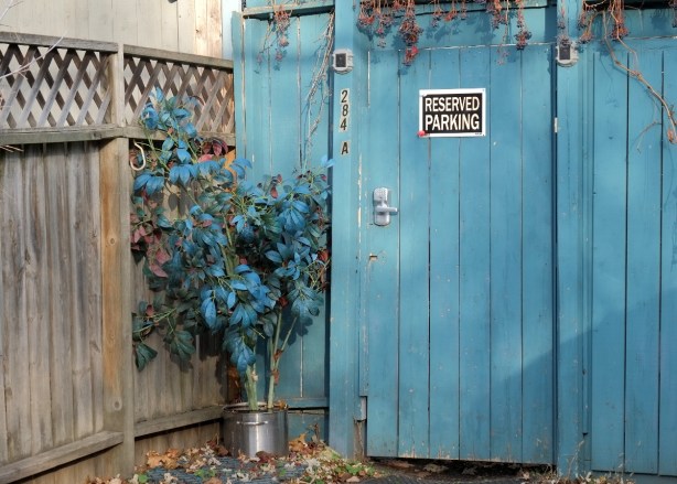 apotted plant, small tree with dark green leaves and teal leaves sits outside beside a teal blue fence and gate 