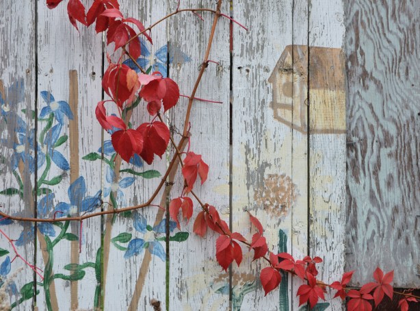 red leaves on a vine growing in front of a white fence that had a mural of birdhouse and plants and flowers painted on it. 
